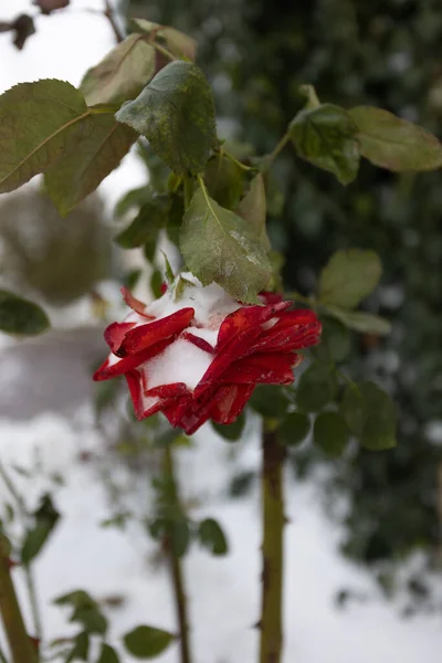 Frozen flowers. Rose bushes in snow. Red flowers and white snow. Rose bushes after snowfall and sudden cold snap. Extreme cold and plants. View of red rose flower in winter. Climate change concept