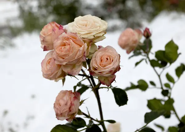 Frozen flowers. Rose bushes in snow. White flowers and white snow. Rose bushes after snowfall and sudden cold snap. Extreme cold and plants. View of white rose flower in winter. Climate change concept