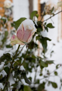 Donmuş çiçekler. Karda gül çalıları. Kırmızı çiçekler ve beyaz kar. Kar yağdıktan sonra gül çalıları ve ani soğuk şakırdaması. Aşırı soğuk ve bitkiler. Kışın kırmızı gül çiçeği manzarası. İklim değişikliği kavramı