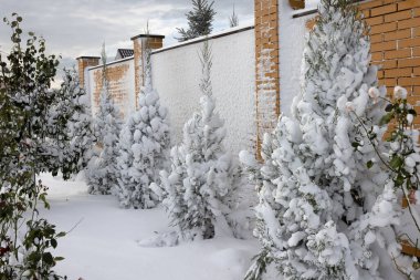 Karlı kırsal alanlar, kışın kırsal alanlar, soğuk günler, karla kaplı ağaçlar. Çam, çam, kabarık kar altında ağaçlar. Yeni yıl kış kartı, geçmiş yeni yıl. Kır evini yoğun kar kapladı