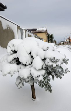 Karlı kırsal alanlar, kışın kırsal alanlar, soğuk günler, karla kaplı ağaçlar. Çam, çam, kabarık kar altında ağaçlar. Yeni yıl kış kartı, geçmiş yeni yıl. Kır evini yoğun kar kapladı