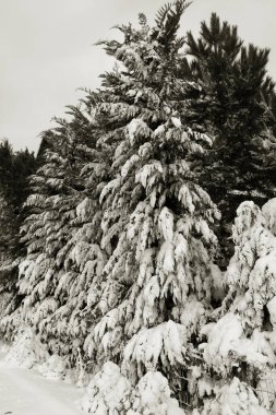 Karlı kırsal alanlar, kışın kırsal alanlar, soğuk günler, karla kaplı ağaçlar. Çam, çam, kabarık kar altında ağaçlar. Yeni yıl kış kartı, geçmiş yeni yıl. Kır evini yoğun kar kapladı