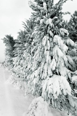 Karlı kırsal alanlar, kışın kırsal alanlar, soğuk günler, karla kaplı ağaçlar. Çam, çam, kabarık kar altında ağaçlar. Yeni yıl kış kartı, geçmiş yeni yıl. Kır evini yoğun kar kapladı