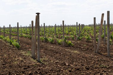 Genç bir baharın arka plan görüntüsü