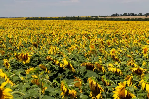 stock image Beautiful panoramic view of a field of sunflowers in the light of the setting sun. Yellow sunflower close up. Beautiful summer landscape with sunset and flowering meadow Rich harvest Concept