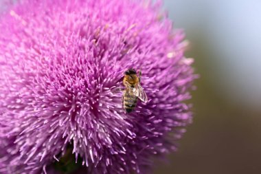 Tarlada kutsal süt devedikeni pembe çiçekleri. Silybum Marianum bitkisi. Aziz Mary devedikeni pembeleşir. Mor devedikeni çiçeğinde polen topluyor. Arı dalışı yapan büyük mor kır çiçeği