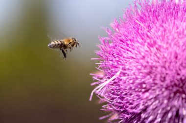 Tarlada kutsal süt devedikeni pembe çiçekleri. Silybum Marianum bitkisi. Aziz Mary devedikeni pembeleşir. Mor devedikeni çiçeğinde polen topluyor. Arı dalışı yapan büyük mor kır çiçeği
