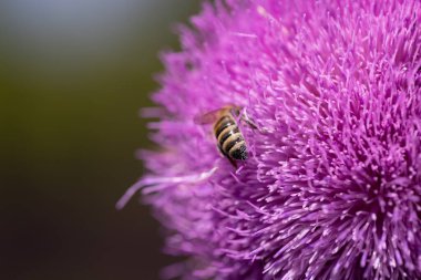 Tarlada kutsal süt devedikeni pembe çiçekleri. Silybum Marianum bitkisi. Aziz Mary devedikeni pembeleşir. Mor devedikeni çiçeğinde polen topluyor. Arı dalışı yapan büyük mor kır çiçeği