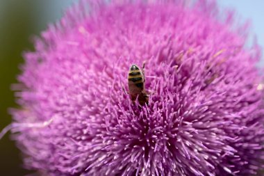 Tarlada kutsal süt devedikeni pembe çiçekleri. Silybum Marianum bitkisi. Aziz Mary devedikeni pembeleşir. Mor devedikeni çiçeğinde polen topluyor. Arı dalışı yapan büyük mor kır çiçeği