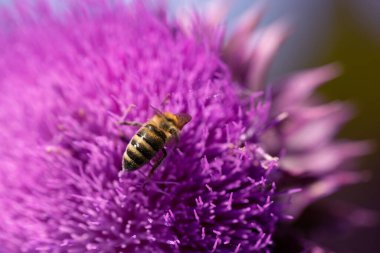 Tarlada kutsal süt devedikeni pembe çiçekleri. Silybum Marianum bitkisi. Aziz Mary devedikeni pembeleşir. Mor devedikeni çiçeğinde polen topluyor. Arı dalışı yapan büyük mor kır çiçeği