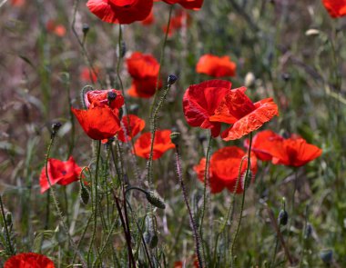 Kırmızı gelincikler vahşi bir tarlada çiçek açarlar. Seçici odaklı güzel kırmızı haşhaş tarlası. Yumuşak ışık. Kırmızı gelincikler. Tonlama. Yaratıcı işlem. Bahçedeki güzel çiçek
