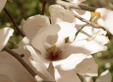 Ağaçtaki güzel pembe manolya çiçekleri. Bahar bahçesinde manolya açar. Çiçek açan manolya, lale ağacı. Magnolia Sulanjana ilkbahar yakın plan güzel çiçekleri yakın plan ilk bahar çiçekleri