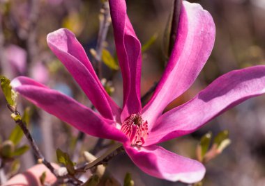 Ağaçtaki güzel pembe manolya çiçekleri. Bahar bahçesinde manolya açar. Çiçek açan manolya, lale ağacı. Magnolia Sulanjana ilkbahar yakın plan güzel çiçekleri yakın plan ilk bahar çiçekleri