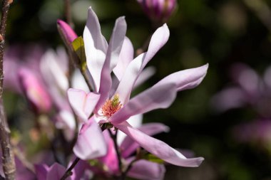 Ağaçtaki güzel pembe manolya çiçekleri. Bahar bahçesinde manolya açar. Çiçek açan manolya, lale ağacı. Magnolia Sulanjana ilkbahar yakın plan güzel çiçekleri yakın plan ilk bahar çiçekleri