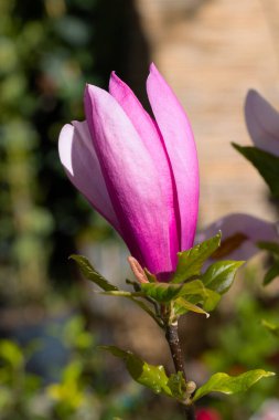 Ağaçtaki güzel pembe manolya çiçekleri. Bahar bahçesinde manolya açar. Çiçek açan manolya, lale ağacı. Magnolia Sulanjana ilkbahar yakın plan güzel çiçekleri yakın plan ilk bahar çiçekleri