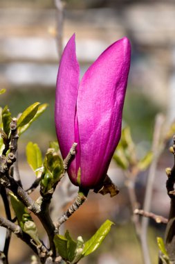 Ağaçtaki güzel pembe manolya çiçekleri. Bahar bahçesinde manolya açar. Çiçek açan manolya, lale ağacı. Magnolia Sulanjana ilkbahar yakın plan güzel çiçekleri yakın plan ilk bahar çiçekleri