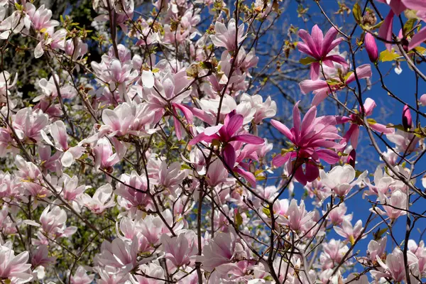 Ağaçtaki güzel pembe manolya çiçekleri. Bahar bahçesinde manolya açar. Çiçek açan manolya, lale ağacı. Magnolia Sulanjana ilkbahar yakın plan güzel çiçekleri yakın plan ilk bahar çiçekleri