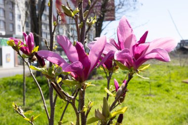 Ağaçtaki güzel pembe manolya çiçekleri. Magnolia spri 'de çiçek açar