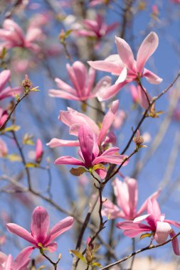 Ağaçtaki güzel pembe manolya çiçekleri. Magnolia spri 'de çiçek açar