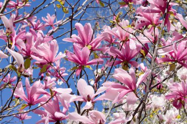 Ağaçtaki güzel pembe manolya çiçekleri. Magnolia spri 'de çiçek açar