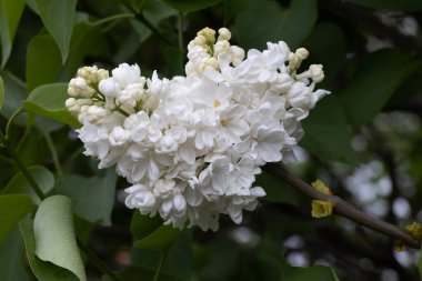 Baharda büyük leylak çalısı. Bahar leylağının parlak çiçekleri. Bahar leylak çiçekleri yakın plan. Güzel bir çiçek çeşidi serpintisi. Şırınga kabalığı. İlk çiçekler. Kartpostal arka planı