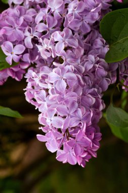 Baharda büyük leylak çalısı. Bahar leylağının parlak çiçekleri. Bahar leylak çiçekleri yakın plan. Güzel bir çiçek çeşidi serpintisi. Şırınga kabalığı. İlk çiçekler. Kartpostal arka planı