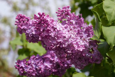 Baharda büyük leylak çalısı. Bahar leylağının parlak çiçekleri. Bahar leylak çiçekleri yakın plan. Güzel bir çiçek çeşidi serpintisi. Şırınga kabalığı. İlk çiçekler. Kartpostal arka planı