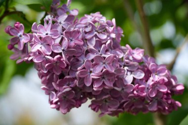Baharda büyük leylak çalısı. Bahar leylağının parlak çiçekleri. Bahar leylak çiçekleri yakın plan. Güzel bir çiçek çeşidi serpintisi. Şırınga kabalığı. İlk çiçekler. Kartpostal arka planı