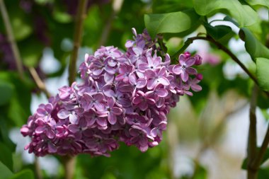 Baharda büyük leylak çalısı. Bahar leylağının parlak çiçekleri. Bahar leylak çiçekleri yakın plan. Güzel bir çiçek çeşidi serpintisi. Şırınga kabalığı. İlk çiçekler. Kartpostal arka planı
