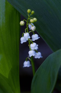 Vadi çiçeği zambağı. Beyaz çan çiçeği. Arka plan yakın çekim makro çekim. Nilüfer çiçekleri açan doğal bir arka plan. Anneler Günü. Bahar ormanlarında vadilerin zambağı çiçek açar