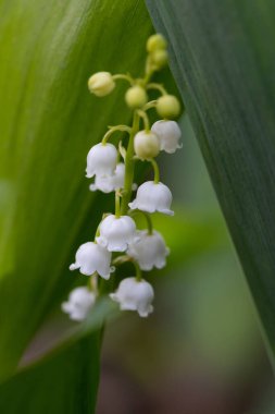 Vadi çiçeği zambağı. Beyaz çan çiçeği. Arka plan yakın çekim makro çekim. Nilüfer çiçekleri açan doğal bir arka plan. Anneler Günü. Bahar ormanlarında vadilerin zambağı çiçek açar