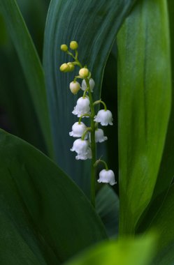 Vadi çiçeği zambağı. Beyaz çan çiçeği. Arka plan yakın çekim makro çekim. Nilüfer çiçekleri açan doğal bir arka plan. Anneler Günü. Bahar ormanlarında vadilerin zambağı çiçek açar