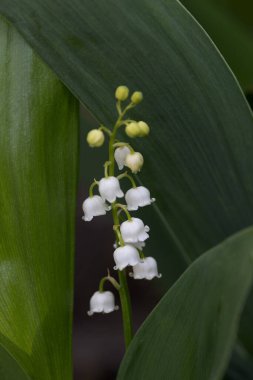Vadi çiçeği zambağı. Beyaz çan çiçeği. Arka plan yakın çekim makro çekim. Nilüfer çiçekleri açan doğal bir arka plan. Anneler Günü. Bahar ormanlarında vadilerin zambağı çiçek açar