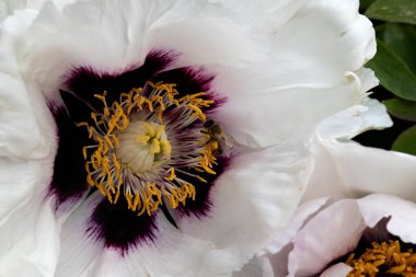 Şakayık. Pembe beyaz şakayık. Yaz bahçesinde büyük bir çiçek. Yaz doğası. Şakayık çiçeği. Şakayıklar açıyor, şakayıklar açıyor. Yakın plan fotoğraf çiçeği. Pembe, beyaz bahar çiçekleri olan duvar kağıdı.