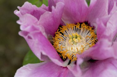 Şakayık. Pembe beyaz şakayık. Yaz bahçesinde büyük bir çiçek. Yaz doğası. Şakayık çiçeği. Şakayıklar açıyor, şakayıklar açıyor. Yakın plan fotoğraf çiçeği. Pembe, beyaz bahar çiçekleri olan duvar kağıdı.