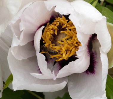 Şakayık. Pembe beyaz şakayık. Yaz bahçesinde büyük bir çiçek. Yaz doğası. Şakayık çiçeği. Şakayıklar açıyor, şakayıklar açıyor. Yakın plan fotoğraf çiçeği. Pembe, beyaz bahar çiçekleri olan duvar kağıdı.