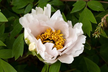 Şakayık. Pembe beyaz şakayık. Yaz bahçesinde büyük bir çiçek. Yaz doğası. Şakayık çiçeği. Şakayıklar açıyor, şakayıklar açıyor. Yakın plan fotoğraf çiçeği. Pembe, beyaz bahar çiçekleri olan duvar kağıdı.