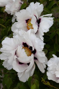 Şakayık. Pembe beyaz şakayık. Yaz bahçesinde büyük bir çiçek. Yaz doğası. Şakayık çiçeği. Şakayıklar açıyor, şakayıklar açıyor. Yakın plan fotoğraf çiçeği. Pembe, beyaz bahar çiçekleri olan duvar kağıdı.