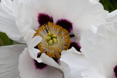 Şakayık. Pembe beyaz şakayık. Yaz bahçesinde büyük bir çiçek. Yaz doğası. Şakayık çiçeği. Şakayıklar açıyor, şakayıklar açıyor. Yakın plan fotoğraf çiçeği. Pembe, beyaz bahar çiçekleri olan duvar kağıdı.