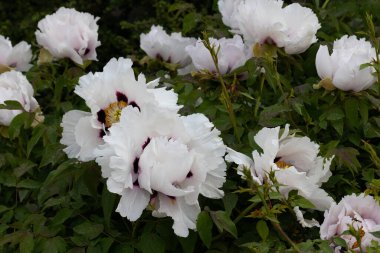 Şakayık. Pembe beyaz şakayık. Yaz bahçesinde büyük bir çiçek. Yaz doğası. Şakayık çiçeği. Şakayıklar açıyor, şakayıklar açıyor. Yakın plan fotoğraf çiçeği. Pembe, beyaz bahar çiçekleri olan duvar kağıdı.