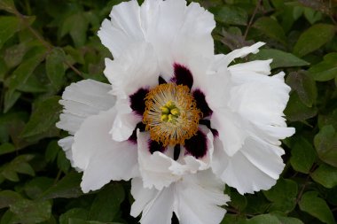 Şakayık. Pembe beyaz şakayık. Yaz bahçesinde büyük bir çiçek. Yaz doğası. Şakayık çiçeği. Şakayıklar açıyor, şakayıklar açıyor. Yakın plan fotoğraf çiçeği. Pembe, beyaz bahar çiçekleri olan duvar kağıdı.