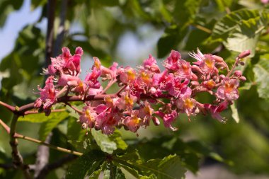 Kırmızı kestane. Süslü çeşitlerinden biri olan kestane ağacının renkli cilt yüzeyi genellikle şehir sokaklarına ekilir. Güzel kırmızı kestane çiçekleri