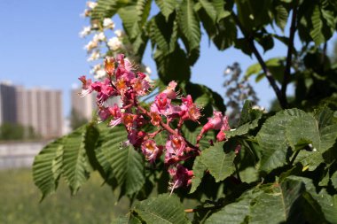 Kırmızı kestane. Süslü çeşitlerinden biri olan kestane ağacının renkli cilt yüzeyi genellikle şehir sokaklarına ekilir. Güzel kırmızı kestane çiçekleri