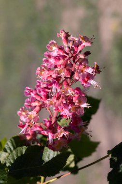 Kırmızı kestane. Süslü çeşitlerinden biri olan kestane ağacının renkli cilt yüzeyi genellikle şehir sokaklarına ekilir. Güzel kırmızı kestane çiçekleri