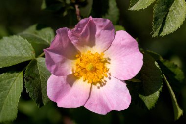 Yeşil arkaplanda kırmızı gül tomurcuğu, gül tomurcuğu korollasında seçici bir odak. Yeşil bir bokeh arka planda bir bahar gülünün yakın çekimi. Güzel pembe gül ve gül tomurcukları Yaklaş aşkın çiçeği