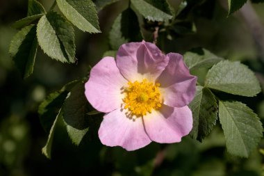Yeşil arkaplanda kırmızı gül tomurcuğu, gül tomurcuğu korollasında seçici bir odak. Yeşil bir bokeh arka planda bir bahar gülünün yakın çekimi. Güzel pembe gül ve gül tomurcukları Yaklaş aşkın çiçeği