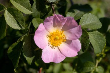 Yeşil arkaplanda kırmızı gül tomurcuğu, gül tomurcuğu korollasında seçici bir odak. Yeşil bir bokeh arka planda bir bahar gülünün yakın çekimi. Güzel pembe gül ve gül tomurcukları Yaklaş aşkın çiçeği