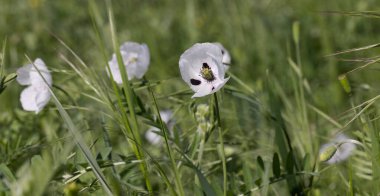 Doğulu beyaz gelincik (Papaver orientale) yakın planda. Ortasında koyu şarap rengi bir merkez var. Çayırda yetişen güzel bir çiçek. Çayırda çok renkli afyon gelincikleri. Kırmızı, sarı ve beyaz gelincikler