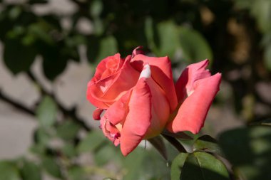 Bahar bahçesinde güzel, parlak, sarı bir gül. Çiçek tasarım kartları için arka plan olarak büyük sarı çay çiçekleri