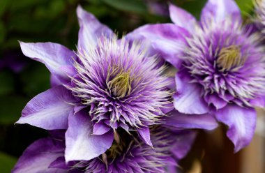 Clematis bahçede çiçek açar. Bahçeye tırmanma bitkisinin parlak tomurcukları. Clematis - büyük parlak çiçeklerle süslemeli sarmaşık bahçeyi süslüyor